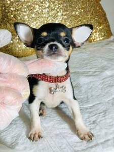 CHIHUAHUA PELO CURTO TEACUP FEMEA