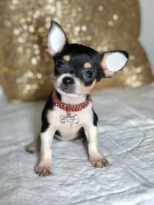 CHIHUAHUA PELO CURTO TEACUP FEMEA