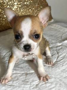 CHIHUAHUA MACHO PELO CURTO TEACUP