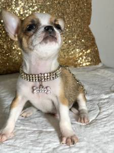 CHIHUAHUA MACHO PELO CURTO TEACUP