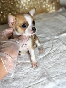 CHIHUAHUA MACHO PELO CURTO TEACUP