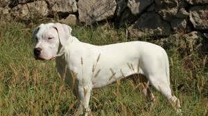 Dogo Argentino