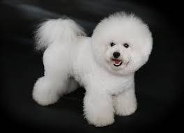 Bichon Fris