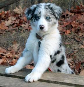 Border Collie