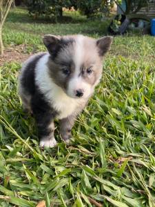 Border Collie