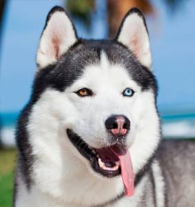 Husky  Siberiano