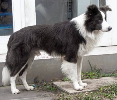 Border Collie Para Reserva Chocolate ou preto e branco Com Pedigree