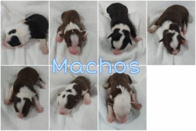 Border Collie Para Reserva Chocolate ou preto e branco Com Pedigree