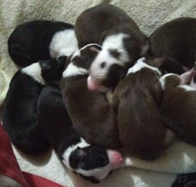 Border Collie Para Reserva Chocolate ou preto e branco Com Pedigree