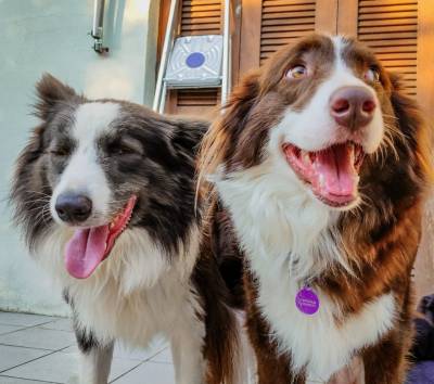 Border Collie Para Reserva Chocolate ou preto e branco Com Pedigree