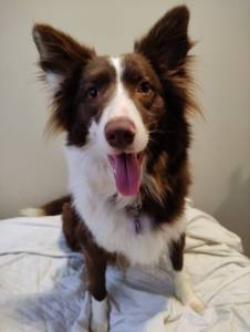 Border Collie Para Reserva Chocolate ou preto e branco Com Pedigree