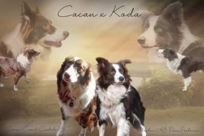 Border Collie Para Reserva Chocolate ou preto e branco Com Pedigree