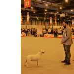 Bull Terrier Bull terrier Standard Lisboa Lisboa
