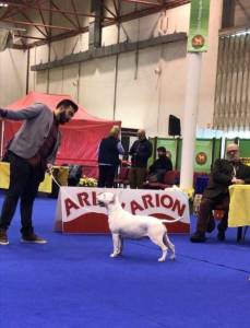 Bull terrier Standard