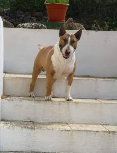 Bull terrier Standard