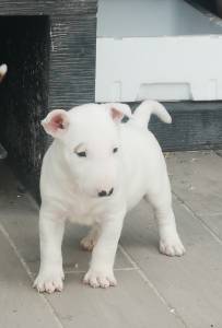 Bull terrier Standard