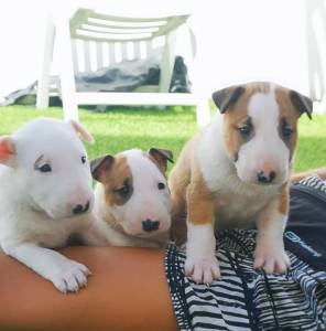 Bull terrier Standard