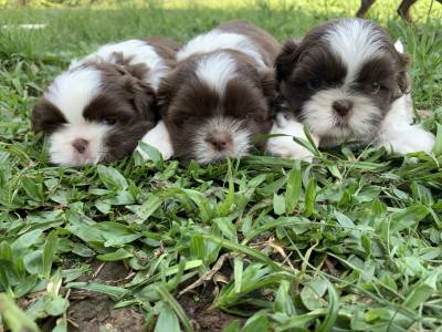 Shih-tzu lindos filhotes disponveis excelente linhagem