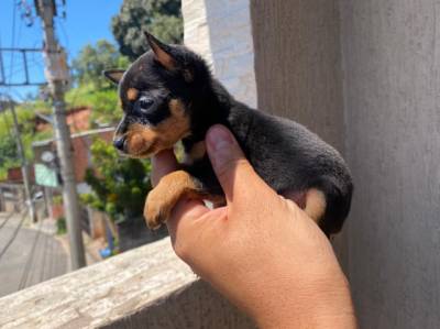 Pinscher