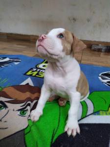 American Bully