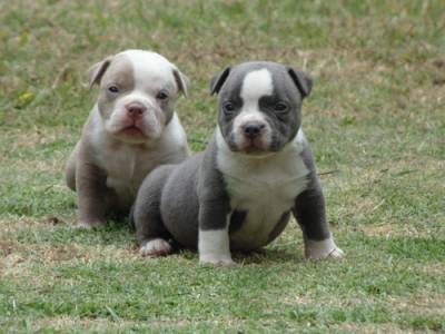 American Bully