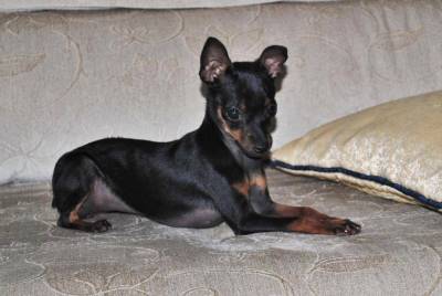 Pinscher