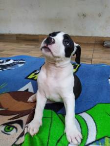 American Bully