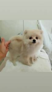 Spitz alemo lulu da pomerania  femea creme RJ