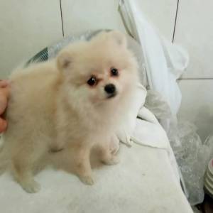 Spitz alemo lulu da pomerania  femea creme RJ