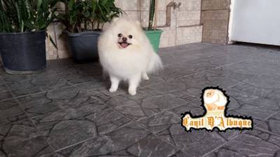 Spitz alemo lulu da pomerania  femea creme RJ