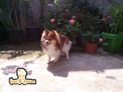 Spitz alemo lulu da pomerania  femea creme RJ