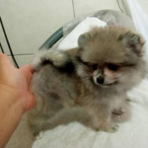 Spitz Alemao lulu da pomerania femea laranja