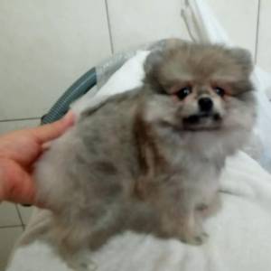 Spitz Alemao lulu da pomerania femea laranja