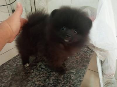 Spitz Alemao lulu da pomerania femea preta RJ