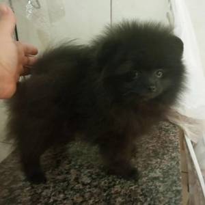 Spitz Alemao lulu da pomerania femea preta RJ