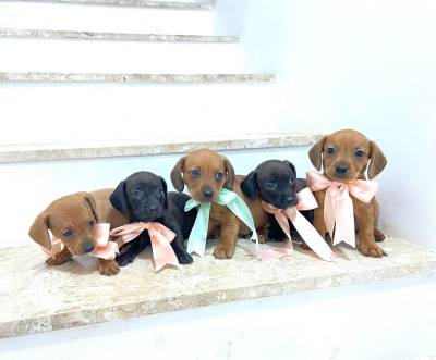 BASSET MINI TECKEL MACHOS E FMEAS DOURADO PARC DEZ X ENTREGO HOJE CHAMA NO ZAP