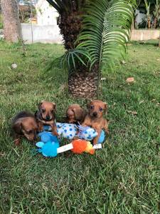 BASSET MINI TECKEL MACHOS E FMEAS DOURADO PARC DEZ X ENTREGO HOJE CHAMA NO ZAP