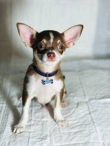 CHIHUAHUA MACHO CHOCOLATE