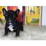 Bulldog Francs BULLDOG FRANCES MACHO  PRETO BRANCO So Paulo Guarulhos