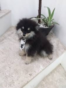 SPITZ ALEMO ANO LULU LINDO MACHO  BLACK END TAN  ENTREGO HOJE CHAMA NO ZAP