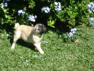 PUG UM AMIGO DE VERDADE