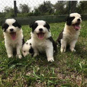 Filhotes de border collie