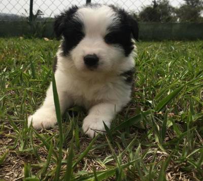 Filhotes de border collie