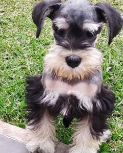 Schnauzer miniatura