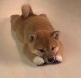 shiba inu