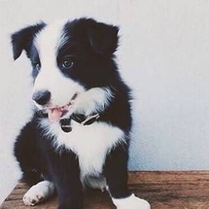 Border Collie