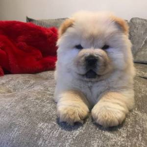 Chow Chow