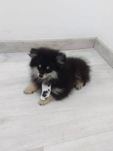 SPITZ ALEMO ANO LULU LINDO MACHO  BLACK END TAN  ENTREGO HOJE CHAMA NO ZAP