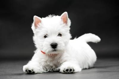 West Terrier