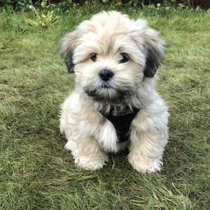 Lhasa Apso